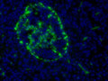 Anti-Glucagon Antibody