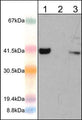 Western blot analysis of human Jurkat cells (lane 1), mouse macrophages untreated (lane 2) and treated (lane 3) with IFNγ (10 ng/ml) and LPS (1µg/ml) for 12 hr (20 µg/lane). The blot was probed with rabbit polyclonal anti-AIM2 (N-terminal region) antibody at 1:1000.