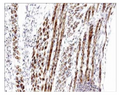 Formalin fixed, citric acid treated paraffin sections of E16 mouse skeletal muscle. Sections were probed with anti-Atrogin-1 (AP2041) then anti-Rabbit:HRP before detection using DAB. (Images provided by Carl Hobbs and Dr. Pat Doherty at Wolfson Centre for Age-Related Diseases, King's College London).