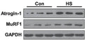 Western blotting analysis of the expression of Atrogin-1 (Cat. AP2041, 1:1000) and MuRF1 (Cat. MP3401, 1:1000) proteins in the soleus muscles after HS. Image from publication CC-BY-4.0. PMID: 37344807