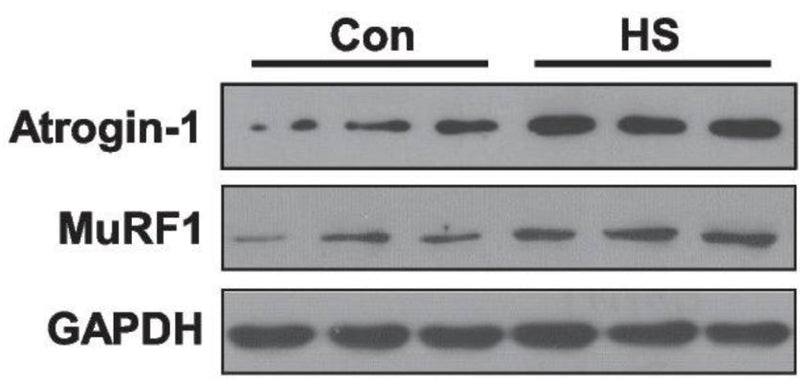 Western blotting analysis of the expression of Atrogin-1 (cat. AP2041, 1:1000) and MuRF1 (cat. MP3401, 1:1000) proteins in the soleus muscles after HS. Image from publication CC-BY-4.0. PMID: 37344807