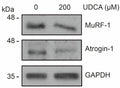 Western blot showing MuRF-1 (Cat. MP3401, 1:500) and atrogin-1 (Cat. AP2041), 1:500) levels in C2C12 myoblasts differentiated for 4–5 days were incubated with 200 μM UDCA for 72 h. GAPDH was