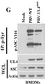 Immunoprecipitation analysis of ASC Y144 (Cat. AP5631) phosphorylation in mouse bone marrow-derived macrophages (BMDMs) infected with Mock, PRV-WT, PRV-UL4mut for 12 h. Image from publication CC-BY-4.0. Cat. AP5631, 1:1000). Image from publication, CC-BY-4.0. PMID: 38371945.
