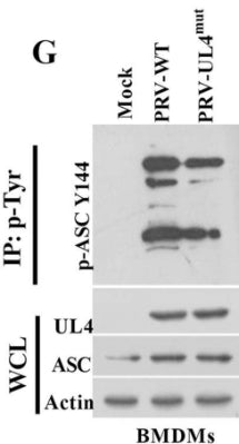 Immunoprecipitation analysis of ASC Y144 (cat. AP5631) phosphorylation in mouse bone marrow-derived macrophages (BMDMs) infected with Mock, PRV-WT, PRV-UL4mut for 12 h. Image from publication CC-BY-4.0. PMID: 39110798