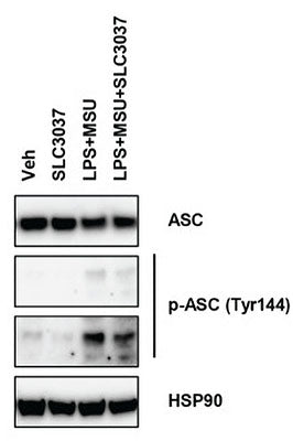 Western blot image of BMDM cells treated with LPS +MSU in the presence or absence of SLC3037. The cell extracts was subjected to immunoblot analysis using anti-ASC and anti-phospho ASC-tyr 144 (Cat no AP5631, 1:1000).  Image from publication, CC-BY-4.0. PMID:  38371945.