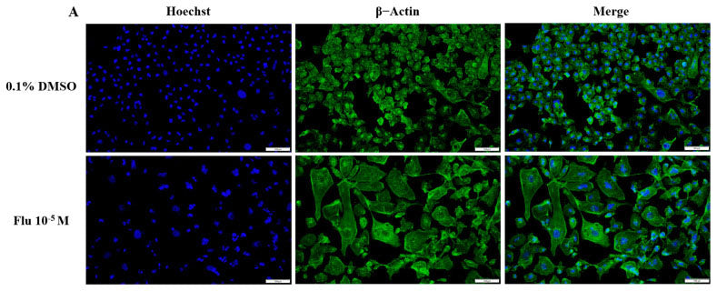 The cell morphology of MDA-MB-231 breast cancer cells after they were treated with fludioxonil(Flu) for 72 h and were stained with DAPI and actin. The samples were sealed with mounting medium (Cat. no. AR-6515).  Image from publication, CC-BY-4.0, PMID: 39201710.