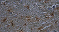 Chromogenic IHC validation: Sagittal rat Brain FFPE sections. Primary antibody: Aves GFAP (Cat. GFAP) and antibody shown staining the astrocytes in the dentate gyrus of the hippocampus (darker brown spots). Secondary Antibody, Gtαch IgY-HRP. The chromogenic substrate DAB which react with HRP and produce a brown chromogenic signal. Counter stain Hematoxylin, stains the nuclei in purple-blue. The sections were mounted using ImmunoHistomount (Cat. AR-6503).