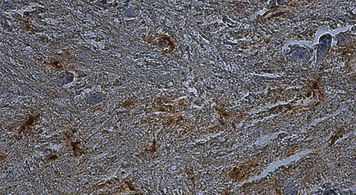 Chromogenic IHC validation: Sagittal rat Brain FFPE sections. Primary antibody: Aves GFAP (Cat. GFAP) and antibody shown staining the astrocytes in the dentate gyrus of the hippocampus (darker brown spots). Secondary Antibody, Gtαch IgY-HRP. The chromogenic substrate DAB which react with HRP and produce a brown chromogenic signal. Counter stain Hematoxylin, stains the nuclei in purple-blue. The sections were mounted using ImmunoHistomount (Cat. AR-6503).