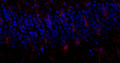 Fluorescent IHC validation: Sagittal rat Brain FFPE sections. Primary antibody: Aves GFAP (Cat. GFAP) and antibody shown staining the astrocytes in the dentate gyrus of the hippocampus (red). Secondary Antibody, Goat anti-chicken 488 (Cat. 80-1001-488). The sections were mounted using Fluoroshield with DAPI and DABCO (DAPI stains nucleus in blue) (Cat. AR-6505).