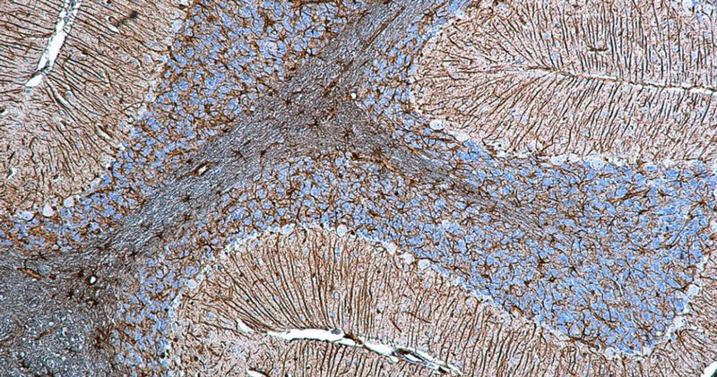 Immunohistochemistry for detection of GFAP in rat cerebellum using anti-GFAP antibody clone N206A/8 (Cat. 75-240) and Streptavidin/Biotin-ABC-Peroxidase Staining Kit (Cat. IH-8106). Tissue was fixed with 4% paraformaldehyde and paraffin embedded. Heat induced antigen retrieval was performed using citrate buffer (Cat. AR-6544) and then blocked with Immuno Protein Blocking Solution with Goat Serum (AR-6591). After washing, the primary antibody (Cat. 75-240) was incubated with the sample at a dilution of 1:500 at 4C overnight. Then the biotinylated goat anti-mouse secondary antibody was incubated with the tissue sample. Detection was made using Streptavidin/Biotin-ABC-Peroxidase Staining Kit (" target="_blank">Cat. IH-8106).