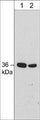Western blot of rat PC12 cell lysate. The blot was probed with mouse monoclonal anti-Annexin A2 antibody at 1:250 (lane 1) or 1:1000 (lane 2).