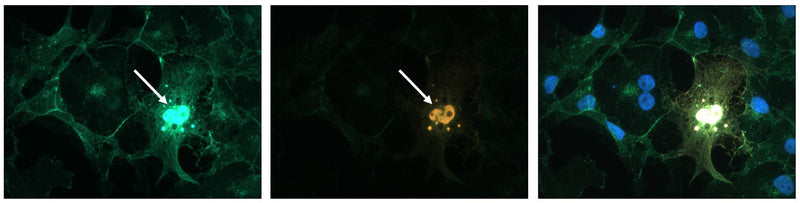 BCAT1-3  1782 × 452px  Staining of COS7 cells overexpressing FLAG-tagged beta-catenin with: chicken anti-beta catenin antibody BCAT (left panel in green) showing both endogenous staining of beta catenin in COS7 cells and staining of overexpressed nuclear beta-catenin (white arrow), anti-FLAG staining of overexpressed nuclear beta-catenin (middle panel in red), and overlay (right panel) with DAPI staining of nuclei to show all cells.