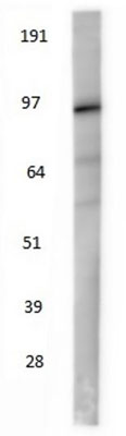 Western blot staining of endogenous beta-catenin in HEK-293T cells using chicken anti-beta catenin antibody BCAT.