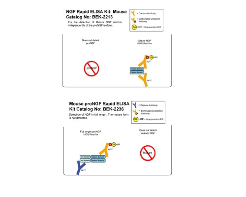 Graphical representation of mature NGF and proNGF assay setups and NGF isoform cross-reactivities. BEK-2225 combines both assays in 1 kit.