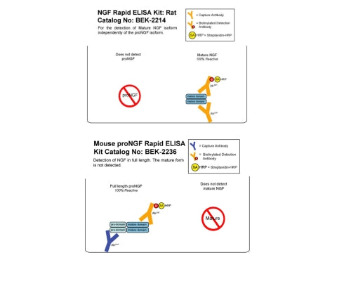 Graphical representation of mature NGF and proNGF assay setups and NGF isoform cross-reactivities. BEK-2228 combines both assays in 1 kit.