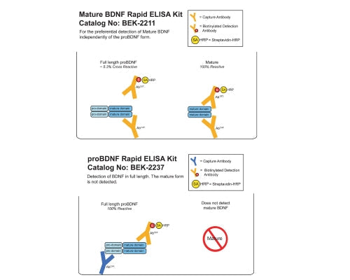 Graphical representation of mature BDNF (BEK-2211) and proBDNF (BEK-2237) assay setups and BDNF isoform cross-reactivities. BEK-2241 combines both assays in 1 kit.