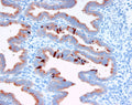 Immunohistochemistry detection of Placental protein 14 in human endometrial tissue tissue using Anti-Placental Protein 14 Antibody (Cat. BTE 001-16-010). Tissue was mounted and pariffin fixed. Heat induced antigen retrieval was performed using citrate buffer, heated, and then blocked. After washing, the primary antibody (Cat. BTE 001-16-010) was incubated with the sample. Staining is restricted to the glandular cells from the late secretory phase.
