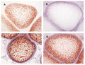 Immunohistochemistry detection of Procollagen type IIA N-terminal propeptide (PIIANP) in mouse fetal bone anlag tissue using Anti-Procollagen Type IIA N-terminal Propeptide (PIIANP) Antibody (Cat. BTE 003-02-010). Tissue was mounted and pariffin fixed. Heat induced antigen retrieval was performed using citrate buffer, heated, and then blocked. After washing, the primary antibody (Cat. BTE 003-02-010) was incubated with the sample.