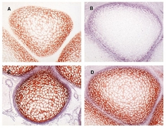 Immunohistochemistry detection of Procollagen type IIA N-terminal propeptide (PIIANP) in mouse fetal bone anlag tissue using Anti-Procollagen Type IIA N-terminal Propeptide (PIIANP) Antibody (Cat. BTE 003-02-010). Tissue was mounted and pariffin fixed. Heat induced antigen retrieval was performed using citrate buffer, heated, and then blocked. After washing, the primary antibody (Cat. BTE 003-02-010) was incubated with the sample.