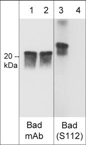Western blot analysis of mouse J774A.1 macrophage stimulated with calyculin A (lanes 1-4) then dephosphorylated with lambda phosphatase (lanes 2 & 4). The blots were probed with mouse monoclonal anti-Bad (lanes 1 & 2), and rabbit polyclonal anti-Bad (Ser-112) (lanes 3 & 4).
