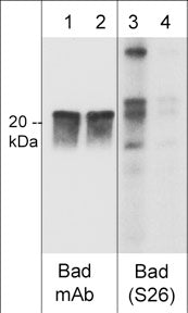 Western blot analysis of mouse J774A.1 macrophage stimulated with calyculin A (lanes 1-4) then dephosphorylated with lambda phosphatase (lanes 2 & 4). The blots were probed with mouse monoclonal anti-Bad (lanes 1 & 2), and rabbit polyclonal anti-Bad (Ser-26) (lanes 3 & 4).
