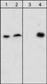 Western blot analysis of HepG2 cells untreated (lanes 1 & 3) or treated with pervanadate (1 mM) for 30 min (lanes 2 & 4). Blots were probed with anti-β-Dystroglycan (lanes 1 & 2) and anti-β-Dystroglycan (Tyr-892) (lanes 3 & 4).