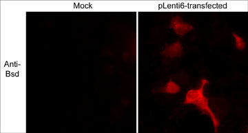 Immunocytochemical labeling of Blasticidin S Deaminase (Bsd) in 293 cells mock transfected (left) and transiently transfected with pLenti6/TR lentiviral vector (right). The cells were labeled with anti-Bsd (BP1231) and detected using appropriate secondary antibody conjugated to Texas Red. (Images provided by Charles Mashburn and Dr. George Smith at the University of Kentucky, Spinal Cord and Brain Injury Research Center).