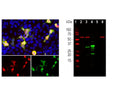 Left: HEK293 cells transfected with a mCherry (red) were stained with chicken antibody to mCherry (green). Blue: DAPI nuclear stain. Transfected cells appear bright red, and co-stain for mCherry chicken antibody. Superimposition of both signals results in yellow-orange colour. Right: Western blot analysis of transfected and control HEK293 cell lysates, and recombinant proteins with chicken antibody to mCherry (1:2,000, green). [1] protein standard, [2] HEK293 control, [3] HEK293 cells transfected with mCherry, [4] recombinant mCherry protein, [5] recombinant GFP protein, [6] HEK293 transfected with GFP. The major band at about 30 kDa corresponds to mCherry protein and the slightly larger recombinant form runs at about 33 kDa due to presence of a His tag and other vector derived sequences. No cross-reactivity with GFP protein is observed. The same blot was simultaneously probed with a mouse antibody to HSP60 (red), which reveals a band at 60 kDa only in cell lysates.