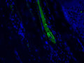 Immunofluorescent staining of Complement C4c in plasma in lumen of veins of human tonsil tissue using Anti-Complement C4c Antibody (Cat. CAM 072-18-010). Cells where fixed with formaldehyde and permeabilized prior to staining Primary antibody (CAM 072-18-010) was incubated with the cells at a dilution of 1:200.