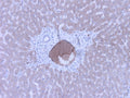 Immunohistochemistry detection of Complement C4c in human liver tissue using Anti-Complement C4c Antibody (Cat. CAM 072-18-010). Tissue was mounted and pariffin fixed. Heat induced antigen retrieval was performed using citrate buffer, heated, and then blocked. After washing, the primary antibody (Cat. CAM 072-18-010) was incubated with the sample at a dilution of 1:600. Staining of cytoplasm of hepatocytes moderately labelled and plasma of veins strongly.