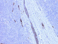 Immunohistochemistry detection of Complement C4c in human tonsil tissue using Anti-Complement C4c Antibody (Cat. CAM 072-18-010). Tissue was mounted and pariffin fixed. Heat induced antigen retrieval was performed using citrate buffer, heated, and then blocked. After washing, the primary antibody (Cat. CAM 072-18-010) was incubated with the sample at a dilution of 1:600. Plasma in lumen of veins is stained strongly as well as follicular dendritic cells in germinal center.
