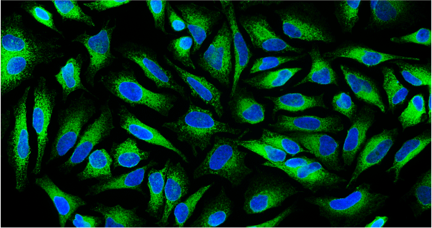 Canx Anti-Calnexin Antibody | CANX-0100