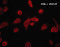 Immunocytochemical labeling of CD244 in aldehyde fixed and NP-40 permeabilized PMA-differentiated human THP-1 cells. The cells were labeled with mouse monoclonal anti-CD244/2B4/SLAMF4 (CM0531). The antibody was detected using goat anti-mouse DyLight® 594.