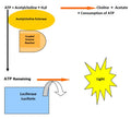 Figure 2. Assay principle schematic