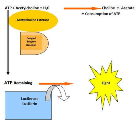 Figure 2. Assay principle schematic