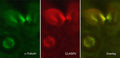 Immunocytochemical labeling of CLASP2 in paraformaldehyde-fixed and NP40-permeabilized A431 cells. The cells were dual labeled with mouse monoclonal anti-α-Tubulin (TM4111) (left) and rat monoclonal anti-CLASP2 (CM5051) (middle). The antibodies were detected using either goat anti-mouse:DyLight® 488 (MS3011) or goat anti-Rat:DyLight® 594 (RS3111).