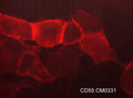 Immunocytochemical labeling of CD55 in paraformaldehyde fixed
human MDA-MB-231 breast cancer cells. The cells were labeled with
mouse monoclonal anti-CD55 (CM0331). The antibody was detected
using goat anti-mouse DyLight® 594.