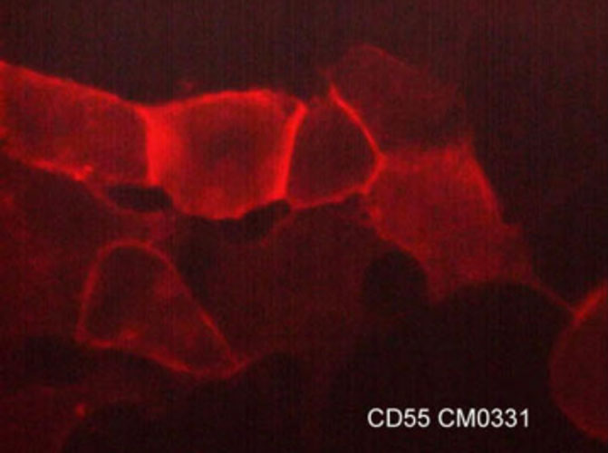 Immunocytochemical labeling of CD55 in paraformaldehyde fixed
human MDA-MB-231 breast cancer cells. The cells were labeled with
mouse monoclonal anti-CD55 (CM0331). The antibody was detected
using goat anti-mouse DyLight® 594.