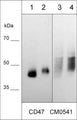 Native western blot of human BEAS-2B lung cells (lane 1), NCI-H446 lung cancer cells (lane 2), lung mesothelioma cells: NCI-H28 (lane 3), and NCI-H2052 (lane 4). The blot was probed with mouse monoclonal anti-CD47 (CM0541) at 1:500.