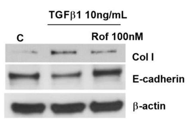 Human 3D differentiated epidermis was incubated with roflumilast (Rof, 100nM) or vehicle (0.1% DMSO; control) for 30 min followed by the stimulation with TGFβ1 (10 ng/ml) for 48 h (collagen type I and E cadherin proteins (cat. CM1681)
