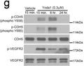 Phosphorylation of CDH5 Y658, CDH5 Y685 (Cat. CP1981) and VEGFR2 (Tyr1054/1059) in cultured human LECs after Yoda1 (0.3 µM) treatment for the indicated periods. Image from publication CC-BY-4.0. <a