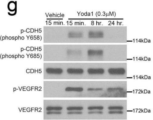 Phosphorylation of CDH5 Y658, CDH5 Y685 (cat. CP1981) and VEGFR2 (Tyr1054/1059) in cultured human LECs after Yoda1 (0.3 µM) treatment for the indicated periods. Image from publication CC-BY-4.0. PMID: 38528202