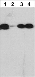 Western blot of GST fusion protein containing human C-Raf. The blot was probed with polyclonal anti-C-Raf (C-terminus) antibody in the presence (lanes 2-4) or absence (lane 1) of C-Raf (C-terminus) blocking peptide (lane 2), C-Raf (Ser-471) peptide (lane 3), or unrelated peptide (lane 4).