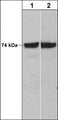 Western blot of human A431 (lane 1) and Jurkat (lane 2) cells probed with mouse monoclonal anti-C-Raf (N-terminal) antibody at 1:500.