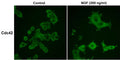 Immunocytochemical labeling in rat PC12 cells grown for 4 days on poly-D-lysine-coated plates in the presence (200 ng/ml) or absence (Control) of Nerve Growth Factor (NGF). Anti-Cdc42 (CM1521) was used at 1:50 dilution followed by labeling with donkey anti-mouse:Cy2.