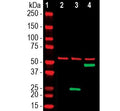 Western blot showing specific labeling of SARS-CoV-2 at ~ 25k in green in lane 3. Lane 4 shows GFP-tagged SARS-CoV-2 at ~ 50k in green and lane 2 shows no CoV-2 staining in untransfected cells. The red bands show staining with HSP60 as a loading control.