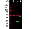 Western blot showing specific labeling of SARS-CoV-2 at ~ 25k in green in lane 3. Lane 4 shows GFP-tagged SARS-CoV-2 at ~ 50k in green and lane 2 shows no CoV-2 staining in untransfected cells. The red bands show staining with B-tubulin as a loading control.