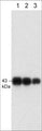 Western blot analysis of connexin-43 expression in adult mouse brain (lanes 1-3). The blots were probed with mouse monoclonal anti-connexin-43 at 1:250 (lane 1), 1:500 (lane 2), and 1:1000 (lane 3).
