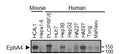 Western blot image of various mouse and human HCC cell lines expressing EphA4 (Cat. EM2801, 1:1000). Image from publication CC-BY-4.0. PMID: 38307859