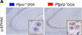 Representative IHC image of p-EPHA4 (Cat. EP2731, 1:100) in Ptpro+/+ and Ptpro–/– mice hippocampi. Image from publication CC-BY-4.0. PMID: 37485875